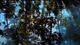 Embedded thumbnail