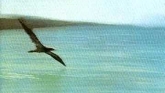 Embedded thumbnail