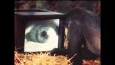 Embedded thumbnail