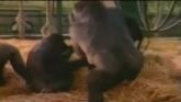 Embedded thumbnail