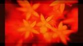 Embedded thumbnail