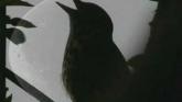 Embedded thumbnail
