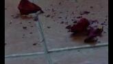 Embedded thumbnail