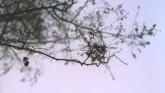 Embedded thumbnail