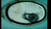 Embedded thumbnail