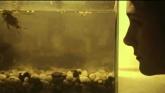 Embedded thumbnail