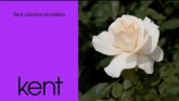 Embedded thumbnail